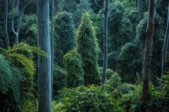 Cottan Bimbang National Park, Australia