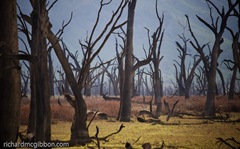 Trees sit exposed by the low water levels in the Hume Dam brought on by years of drought.  Snowy Mountains, Australia.