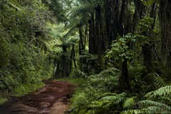 Forest Trail, Rotorua