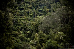 Wanganui Forest