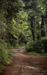 Rainforest, Rotorua, New Zealand