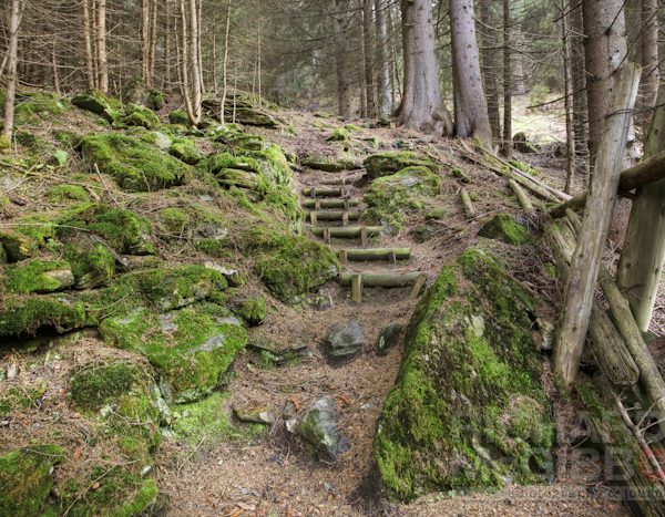 The forest path