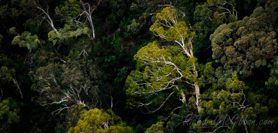Eucalyptus, Australia