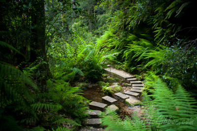 The Grand Canyon Loop, New South Wales, Australia