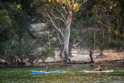 Exploring the bays of Ku-ring-gai National park by kayak