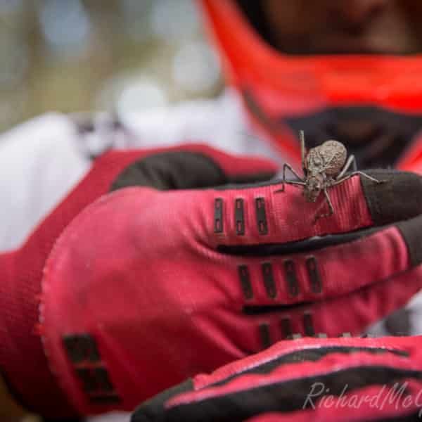 Graeme Mudd, Trek Downhill Team