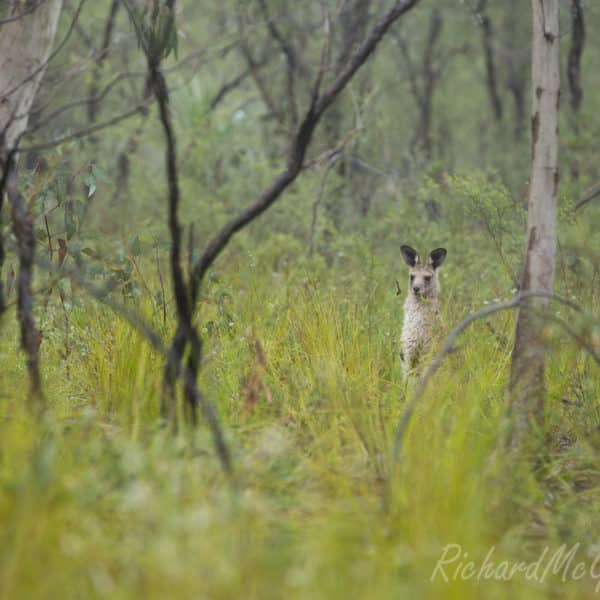 Morton National Park