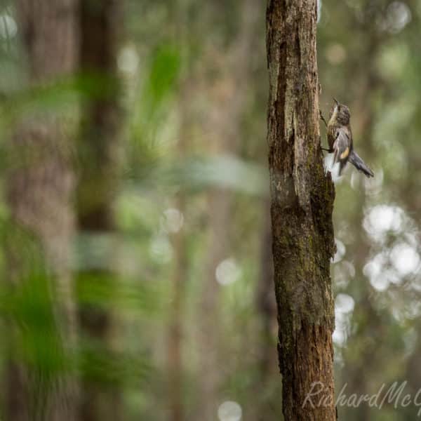 The Willo Enduro, Wingello State Forest, 2017