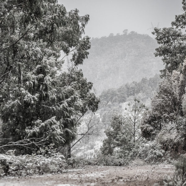 Snowfall, Brindabellas, 2017