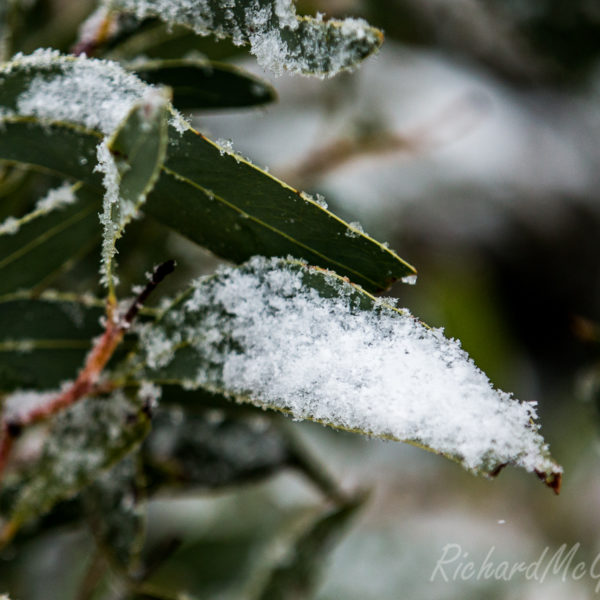 Snow on the gums, Brindabellas