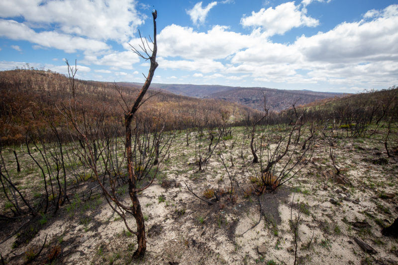 Blue Mountains fires
