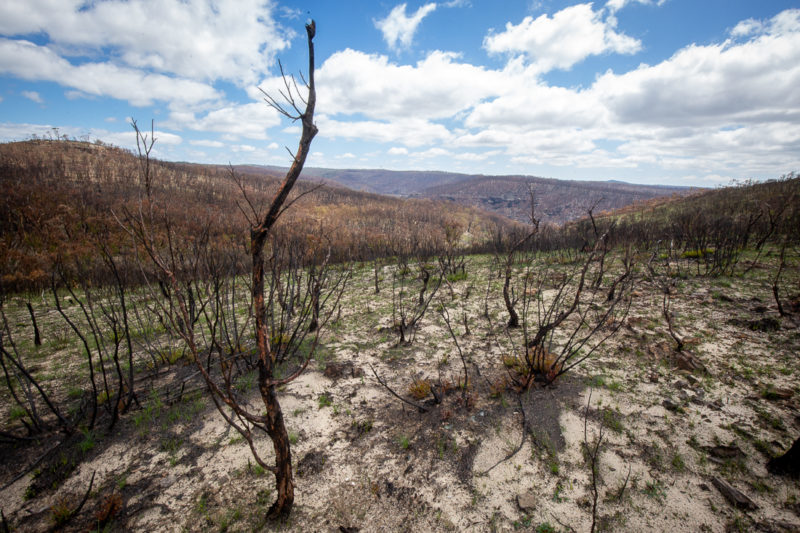 Blue Mountains fires