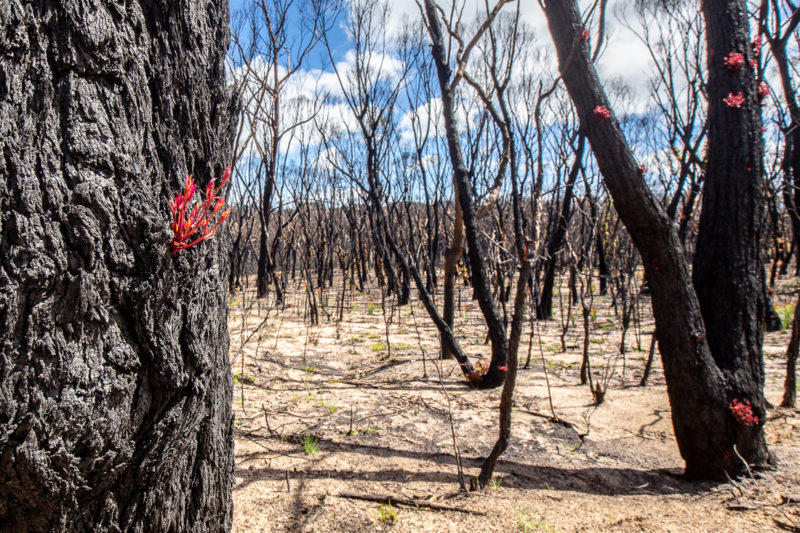 Blue Mountains fires