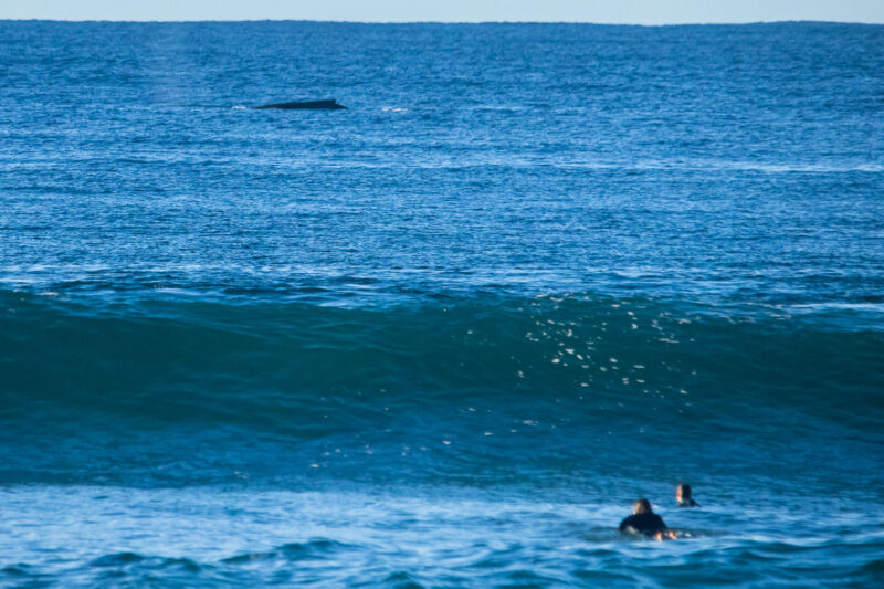 Whale and surfers