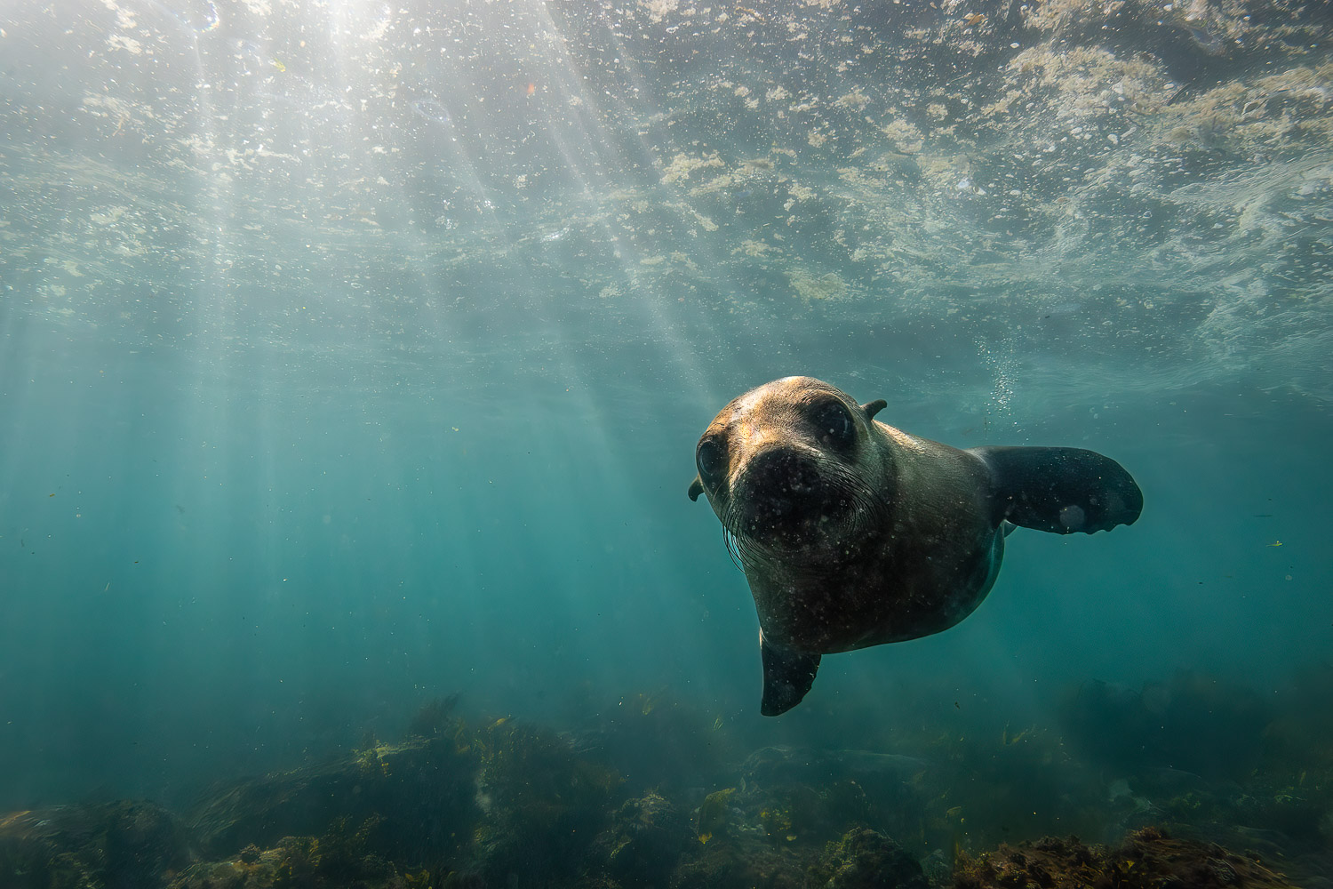 Underwater at Narooma