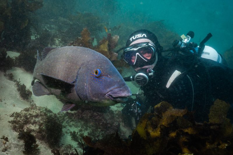 Blue Groper (Achoerodus viridis)