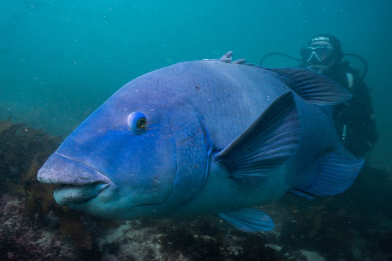 Blue Groper (Achoerodus viridis)
