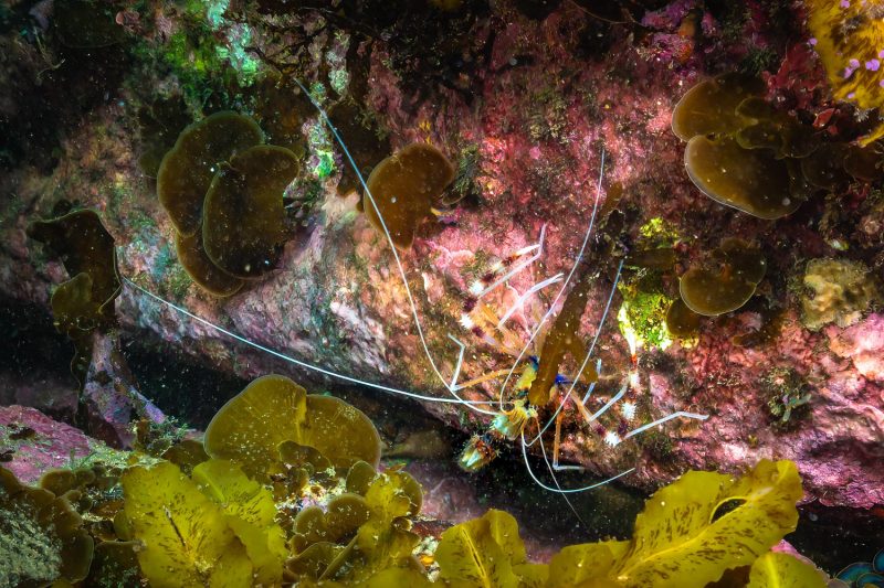 Coral banded shrimp (Stenopus hispidus)