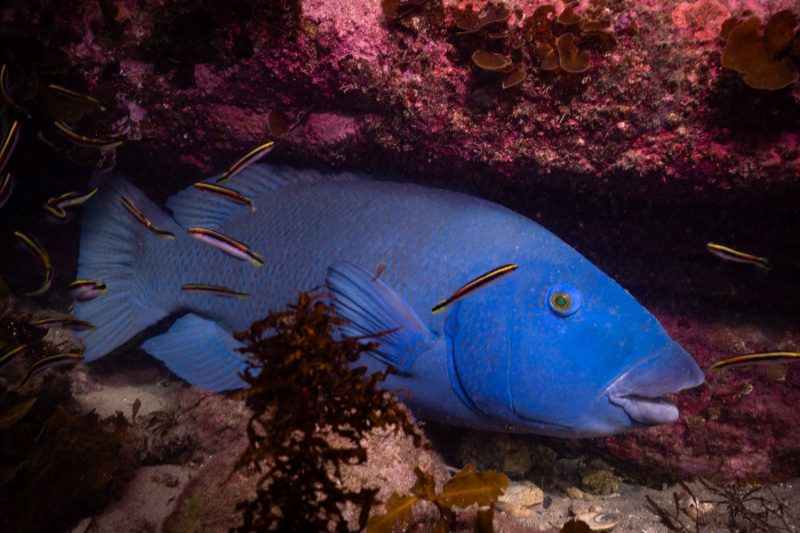 Blue Groper (Achoerodus viridis)