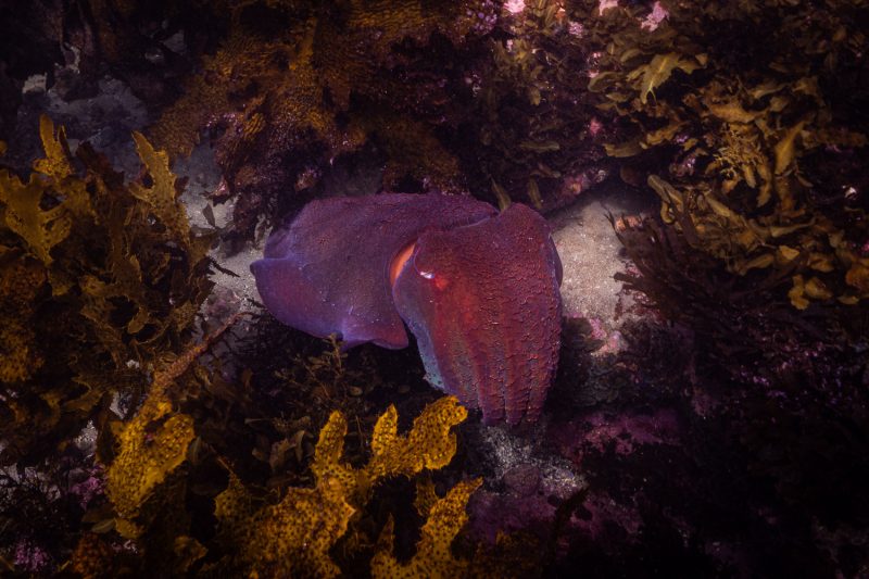Australian Giant Cuttlefish (Sepia apama)