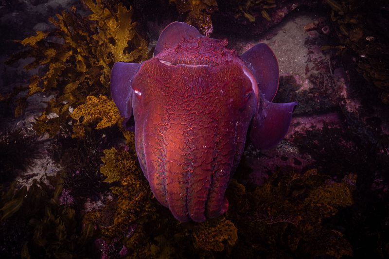 Australian Giant Cuttlefish (Sepia apama)