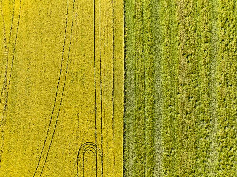 Rapeseed