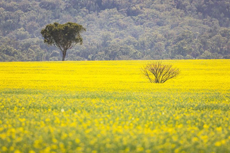 Rape seed