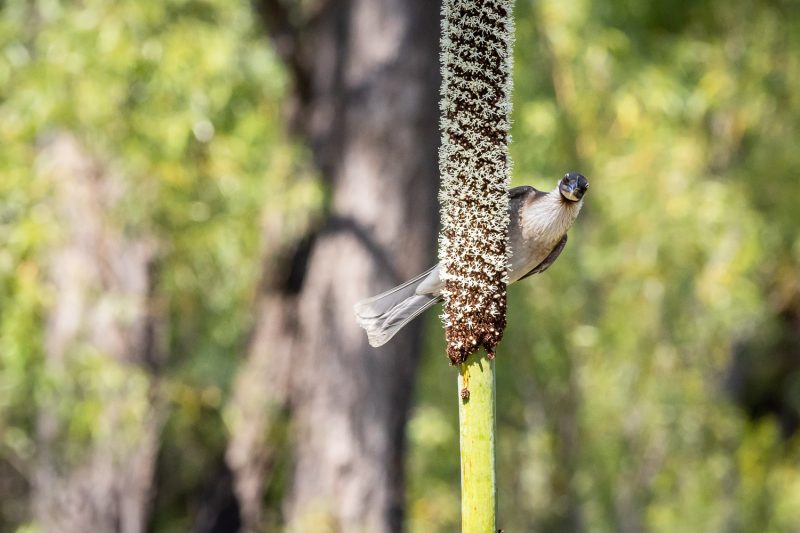 Noisy Friar bird