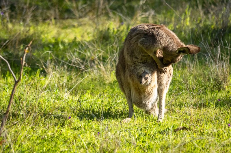 Eastern grey kangaroo (Macropus giganteus)