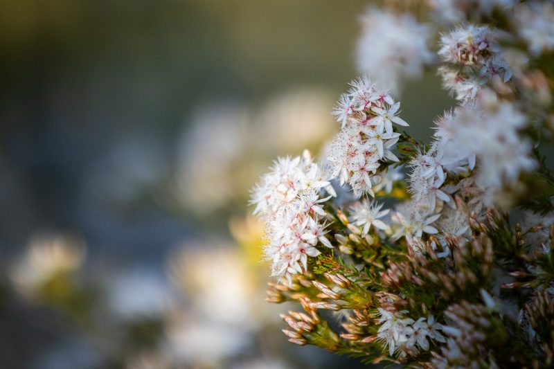 Wildflowers, Warrumbungle National Park