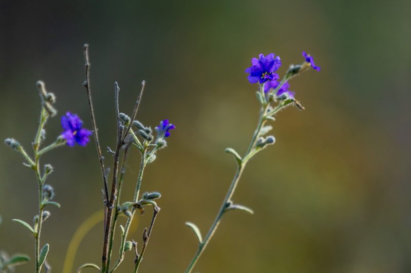 Wildflowers, Warrumbungle National Park