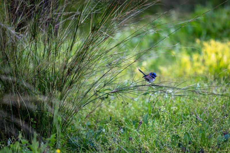 Superb Fairywren (Malurus cyaneus)
