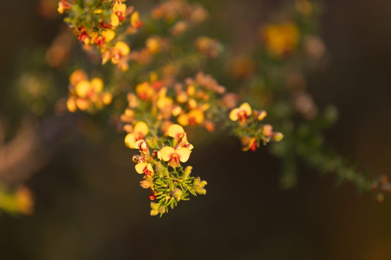 Wildflowers, Warrumbungle National Park