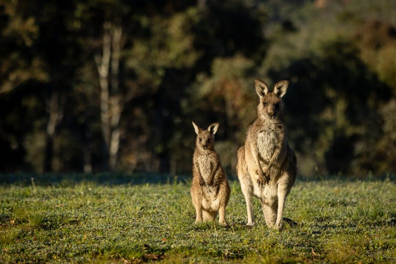 Eastern grey kangaroos (Macropus giganteus)