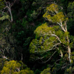Eucalyptus, Australia