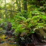 The Grand Canyon Loop, New South Wales, Australia