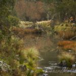 Fly Fishing, Australia