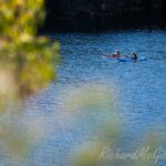 Exploring the bays of Ku-ring-gai National park by kayak