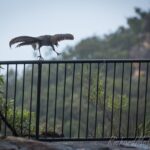 Morton National Park