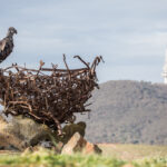 The Eagle and the Tower