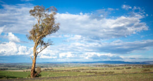 Scenic landscape near bathurst