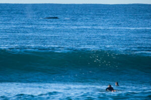 Whale and surfers