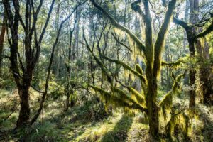 Inside New England National Park, Northern Tablelands, NSW