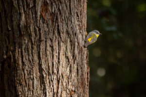 An eastern yellow robin (Eopsaltria australis) near Ourimbah, NSW Central Coast