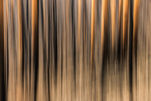Burnt trees near Tathra on the NSW South Coast