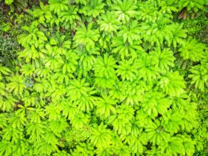 Soft tree ferns (Dicksonia antarctica) seen from above in Victoria