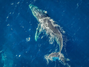 A humpback whale (Megaptera novaeangliae) off the coast of Sydney