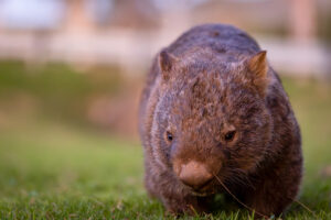Bare-nosed wombat (Vombatus ursinus) at Bendeela Recreation Reserve