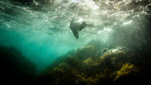 Australian Giant Cuttlefish (Sepia apama)
