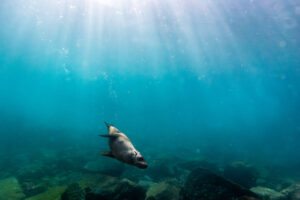 Australian Giant Cuttlefish (Sepia apama)